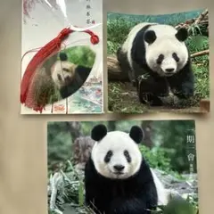 未使用♦️シャンシャンアクリルキーホルダー５種 上野動物園② 上野動物園 パンダ シャンシャン アクリルキーホルダー 木登り