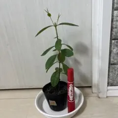 ツヨシ様 リクエスト 3点 まとめ商品