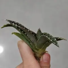 2026年最新】豆豆龍 アガベの人気アイテム - メルカリ
