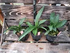 2026年最新】万年青鉢の人気アイテム - メルカリ