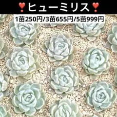 ❁ヒューミリス❁ ランダム配送 カット苗 寄せ植え 多肉植物