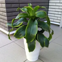 2026年最新】アガベドラドの人気アイテム - メルカリ