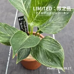 【メル市最終日特価】フィロデンドロン バーキン #003（3号丸プラ鉢）個人株