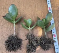 金のなる木　観葉植物　多肉植物　ピンクの花　3株のサムネイル