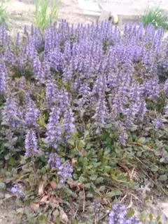 アジュガ 苗 ネコポスいっぱい!! アジュガ 4種類2苗ずつ 合計8苗 - メルカリ