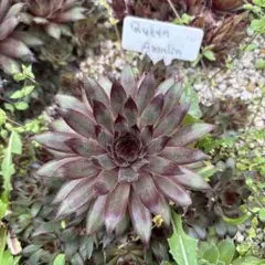 のんのん様 リクエスト 3点 まとめ商品