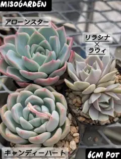 エケベリア3種セット 多肉植物