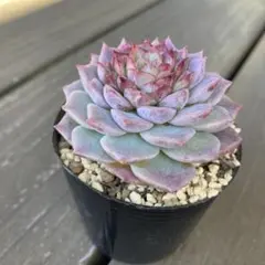 多肉植物1 コロラータxメキシコジャイアン　エケベリア エケベリア 韓国苗