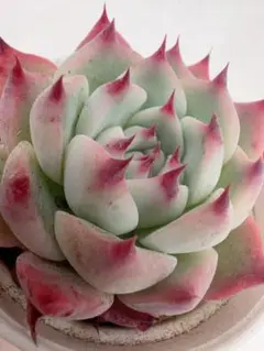 花月夜×チワワエンシス 実生苗 多肉植物 エケベリア s*0様 花月夜×チワワエンシス 実生苗 多肉植物 エケベリア - メルカリ