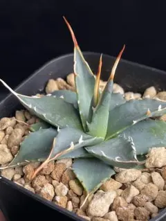 2025年最新】エボリスピナ 現地の人気アイテム - メルカリ