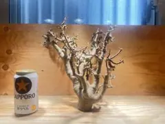 オントナ アルブスクラ 灌木 塊根植物 冬型 現地球 インドアジャングル