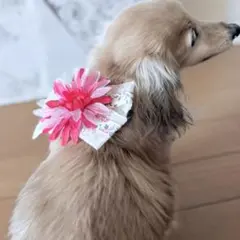1点物♡ トリミングチョーカー わんちゃんねこちゃん ペット撮影用 春のお花