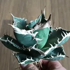 2026年最新】アガベ大株の人気アイテム - メルカリ