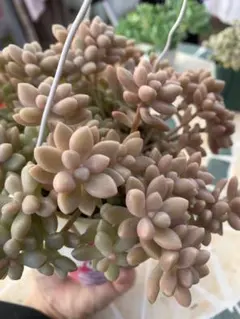 あまぐり様 リクエスト 2点 まとめ商品