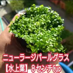 ニューラージパールグラス【水上葉】☘️８センチcup‼️のサムネイル