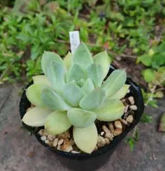 七福美尼×千代田の松　多肉植物　抜き苗のサムネイル