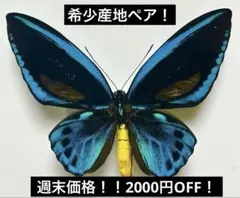 極珍！レテノールモルフォf.paradesica. 蝶 標本 剥製 昆虫 - メルカリ