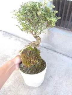 沖縄盆栽　ハリツルマサキ　マッコウ塊根　灌木 ハリツルマサキ マッコウ 沖縄盆栽 塊根 灌木 | Mercari