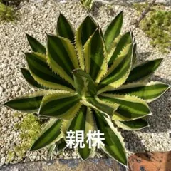アガベ　五式万代　特大株　子株付き アガベ 五色万代。 購入時から子株が3つ。 地植えしようしようと