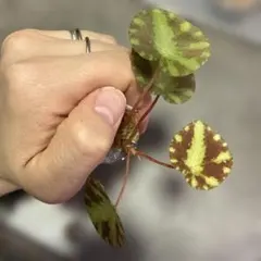 特価❣️Begonia ベゴニア クアドリアラータ ニンバエンシス❣️原種