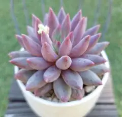 m*i様 多肉植物 金魚姫 カット苗