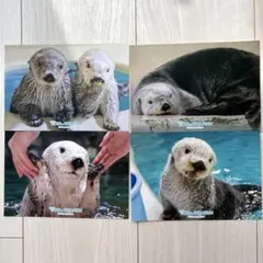 鳥羽水族館 コレクションカード vol.2 ラッコ キラ メイ - メルカリ
