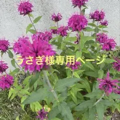 うさぎ様専用ページ