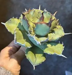 彪丸様 リクエスト 4点 まとめ商品