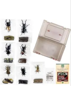 カロラータ クワガタムシ 立体図鑑 (7種 / 解説書付き) リアル フィギュアのサムネイル