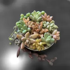 【多肉植物】小苗 エケベリア 寄せ植え用 セダム＆ネックレス ①
