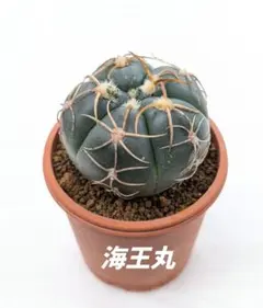 多肉植物　ギムノカリキウム　海王丸　発根済みのサムネイル