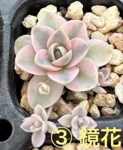 2026年最新】子持ち蓮華錦 鏡花の人気アイテム - メルカリ
