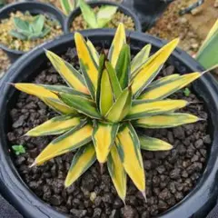 サンキング② アガベ 笹の雪 また笹の雪です サンキング など | つべるふブログ 多肉生活 2021〜