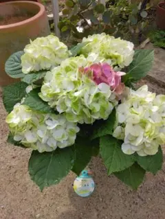 花苗】ヤマアジサイ おりひめ 大苗 6号 タグ付き メルカリ便発送 ☆彡