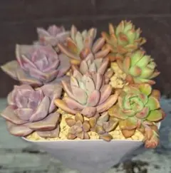 抜き苗】多肉植物 5種セット① - メルカリ