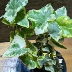 アイビー （ヘデラ）観葉植物のサムネイル