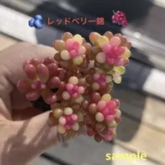 2026年最新】レッドベリー錦の人気アイテム - メルカリ