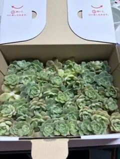 多肉植物　緑牡丹　箱いっぱいのサムネイル