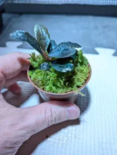 2026年最新】ソルディデュラブルーの人気アイテム - メルカリ