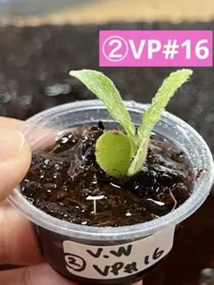 ①ベイチーワイルドVP#16 胞子培養株 ビカクシダ Platycerium - メルカリ
