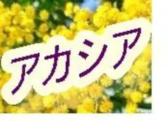 パールアカシア ネコポス - メルカリ