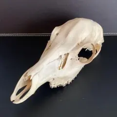 鹿 頭蓋骨 ニホンジカ メス deer skall