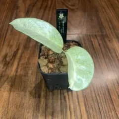 オークション】ホヤ カルノーサ マダラ グリーンエッジ【現品タグ鉢付