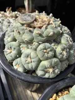 銀冠玉 実生苗 1トレー サボテン いっぱい 2025年最新】ロフォフォラ