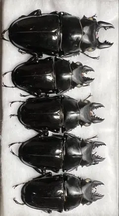 ※良型　ヤスオカツヤクワガタ♂野外標本 ツヤクワガタの仲間 | KPW公式オンラインショップ