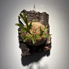 vandaka P.ridleyi Pakarangのサムネイル