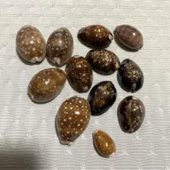 2026年最新】タカラガイ 標本の人気アイテム - メルカリ