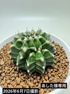 ASギムノカリキウム　ミハノビッチ ID：ネオン（実生） ASギムノカリキウム ミハノビッチID：AS Neon（ネオン実生株
