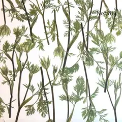 ♡new♡作家様必見♡ 可愛いオルレアの蕾がいっぱい♡ 押し花セット