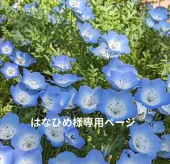 はなひめ様専用ページ